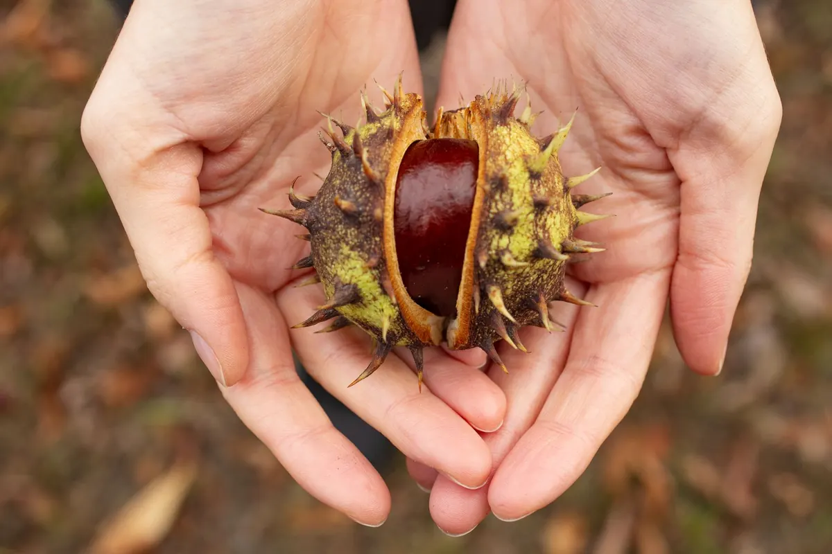 Conker Hunt Checklist: What to Bring and How to Choose the Best Conkers