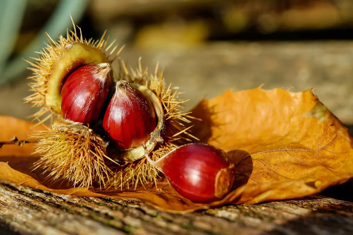 Horse Chestnut vs Sweet Chestnut: How to Tell the Seeds, Leaves, and Trees Apart