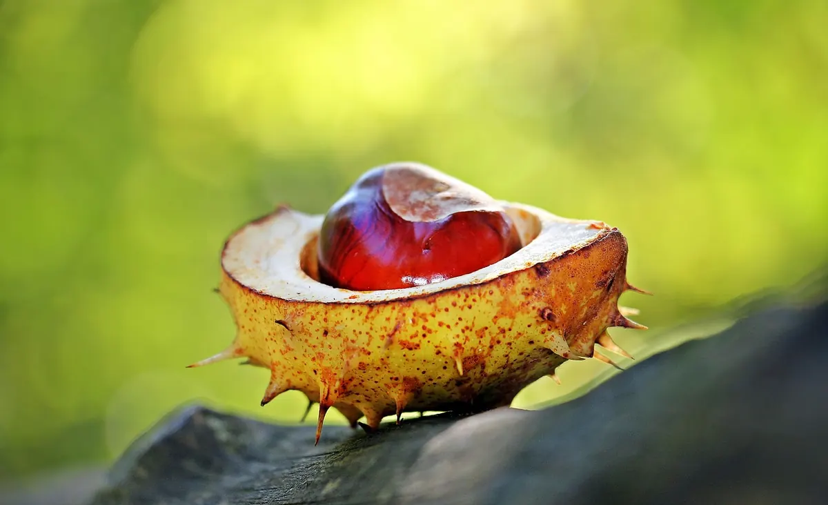 How to Play Conkers: Basic Rules, Scoring, and Safe Setup for Beginners