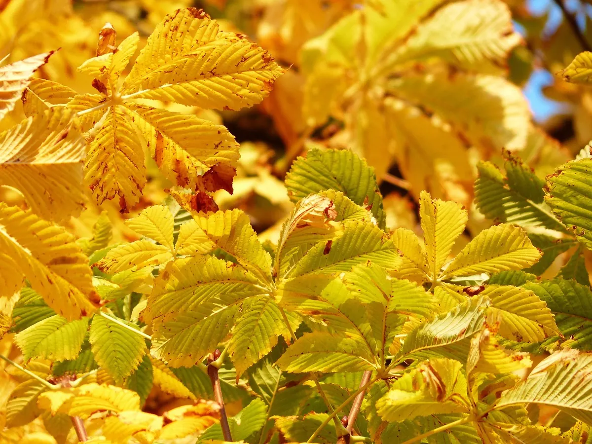 When Are Conkers Ready? A Month-by-Month Autumn Guide for Picking